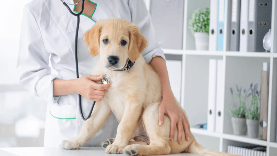 veterinary